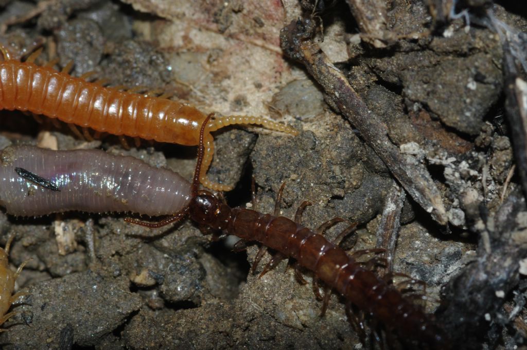 Un geofilomorfo ed un litobiomorfo si nutrono di un lombrico